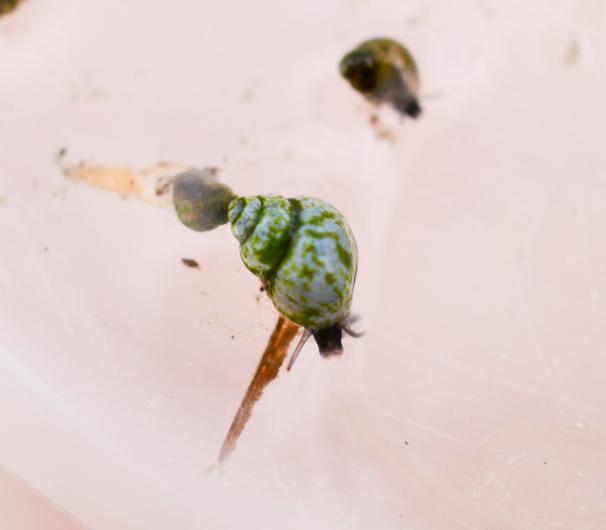 A Koster’s springsnail in a petri dish. Koster’s springsnails are an endangered, tiny species only found at Bitter Lake National Wildlife Refuge in Roswell, New Mexico. “Large” adults are 4 mm long – and as their name implies, they require a constant flow of water from a spring or other source to survive.