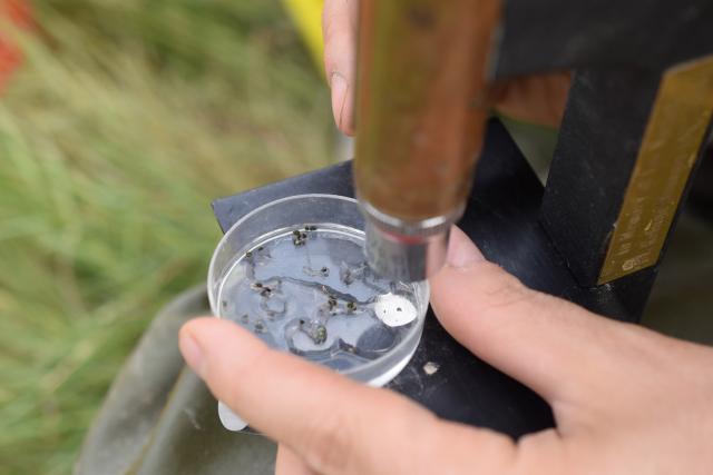 Carl Jacobsen, a wildlife biologist at the Bitter Lake National Wildlife Refuge, examines endangered springsnails under a microscope at the Rio Hondo Spring Run on the refuge in Roswell, New Mexico on July 8.