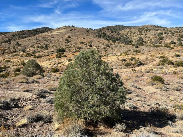 Christmas tree in the high desert