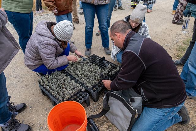 Two people kneel over a tray full of sagebrush seedlings in growing tubes.