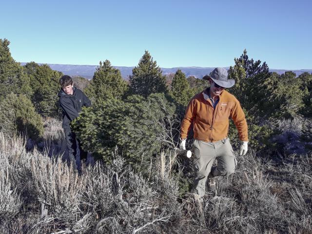 A man and a boy carry a tree through a field surrounded by other trees