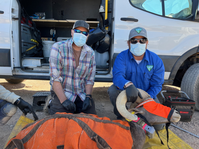 Two men wearing face masks, kneel on their knees in front of a white van with a bighorn sheep.