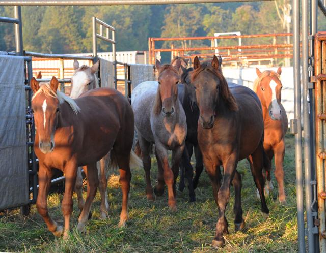 BLM Awards $25 Million To Accelerate Wild Horse And Burro Training And ...