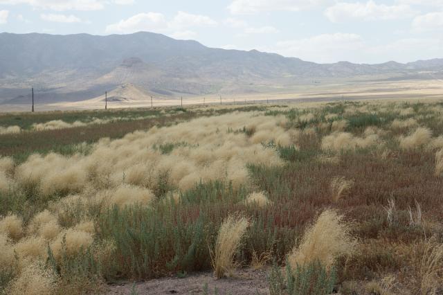 A field of green and yellow brush (Indian Rice grass) waving in the breeze. A mountain is in the background. 