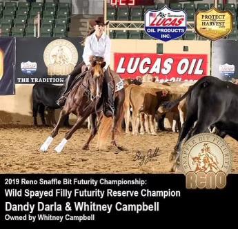 A person rides a brown horse while herding cattle in an arena.