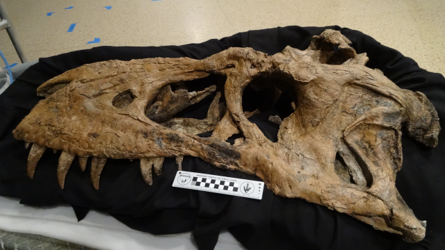 Partial dinosaur skull displayed on a black cloth