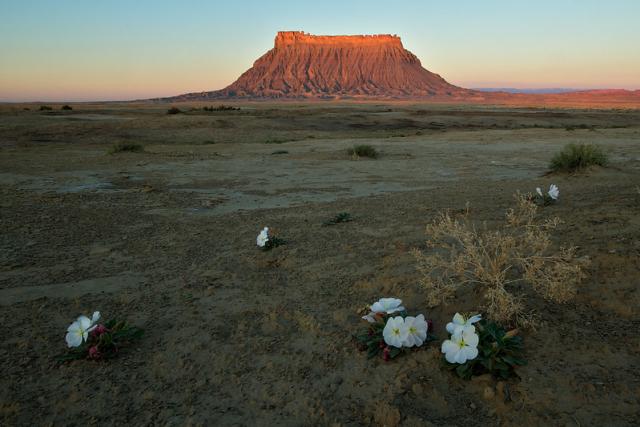 White flowers with Factory Butte in the distance.