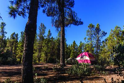 A red tent in a forest