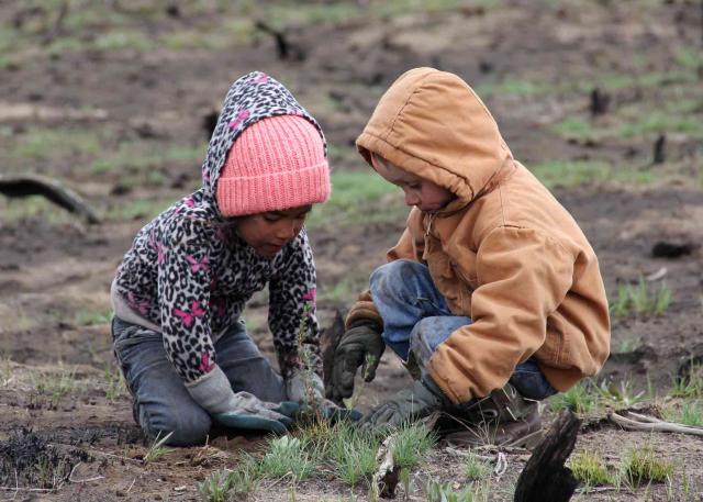 two children plant sagebrush