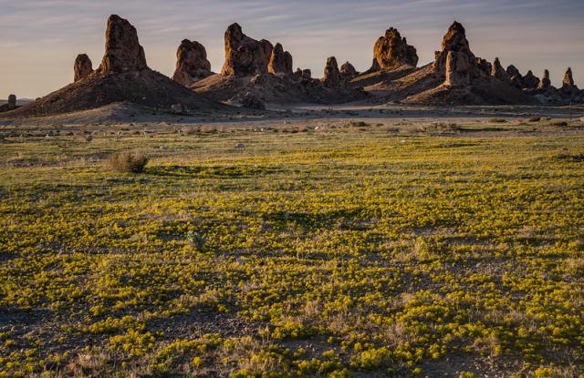 Large towers of minerals rise from a bed of yellow flowers