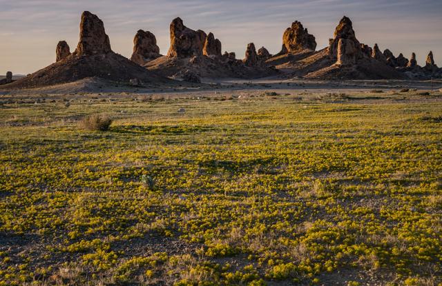 Large towers of minerals rise from a bed of yellow flowers 