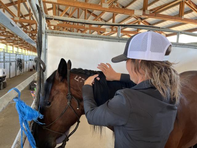 A person stands next to a brown horse brading it's mane.