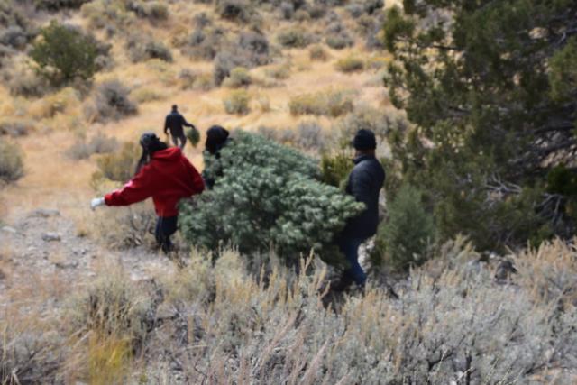 People carrying a recently cut Christmas Tree in a BLM Utah tree cutting area.