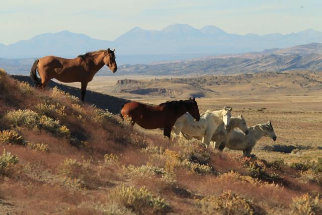 Wild horses in the Spring Creek Basin Herd Management Area. Photo: TJ Holmes