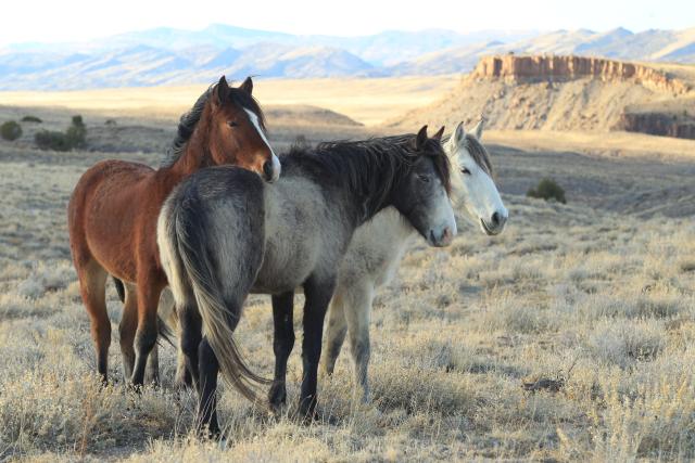 Three horses stand together in the Spring Creek Basin Herd Management Area, CO.