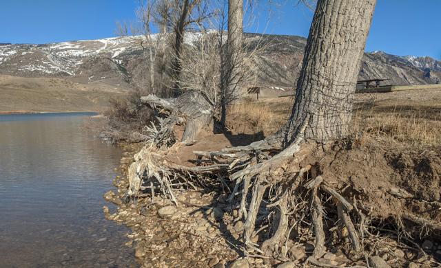 The roots of large trees are exposed along the shore of a scenic reservoir.