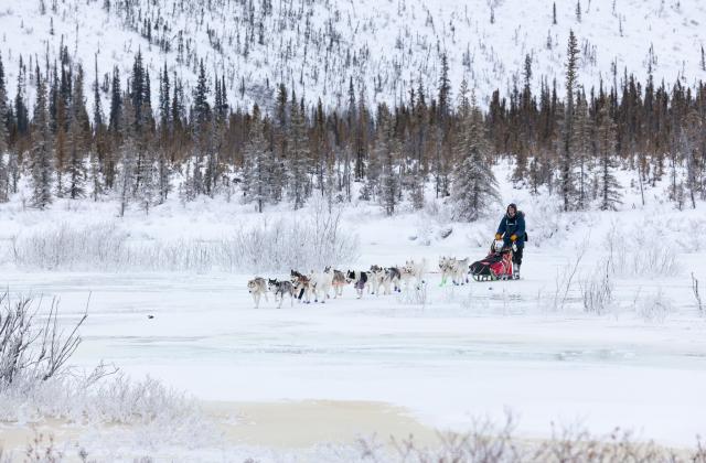  A sled dog team crosses a frozen river, their musher on a red sled behind them. Light blue ice can be seen under a thin layer of snow, and frost coats the branches of every plant close to the river. Directly behind the team is a line of dark conifers dusted with snow. Behind the conifers, a hill covered in snow and dotted with thin, mostly bare trees.