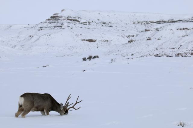 Calpet Deer in snowy field in High Desert District Monday