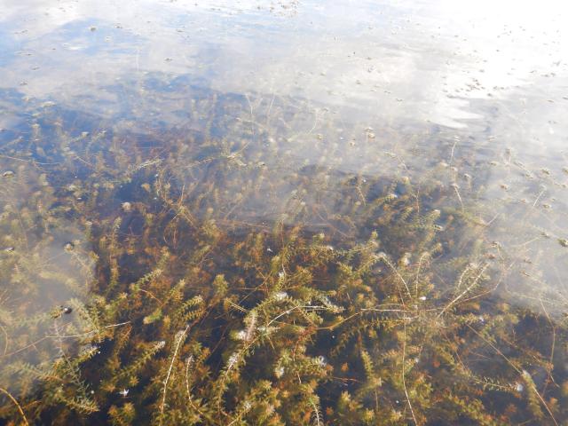 Elodea plant