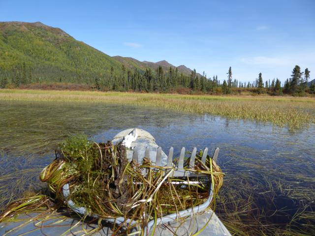 Rake holding invasive Elodea