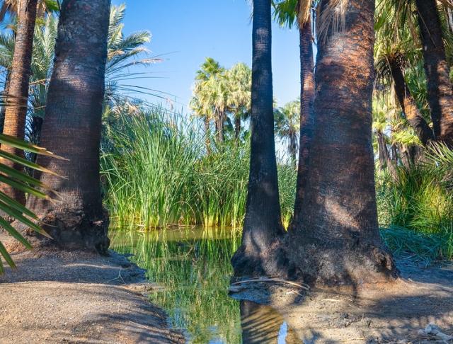 A stream flows into a palm oasis.