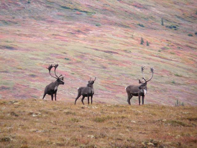 three caribou in a meadow