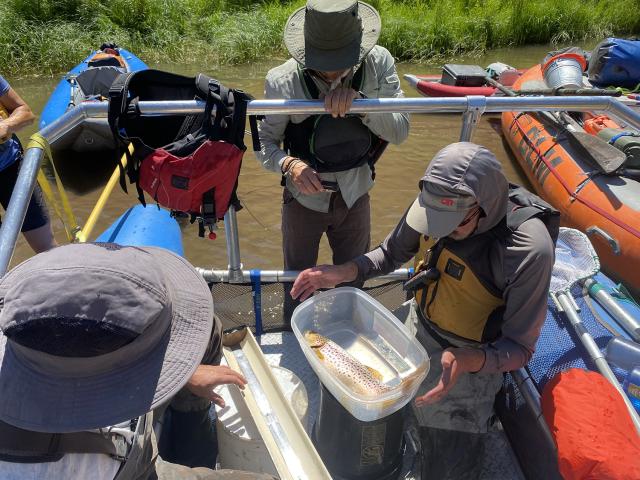 Team members process fish caught in one of the mile-long survey reaches.