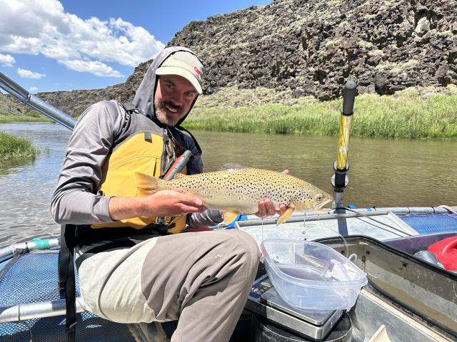 BLM Fisheries Biologist Cody McLean with one of the largest Brown trout fishes caught during the survey.