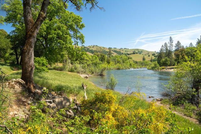 An oak tree next to a river.