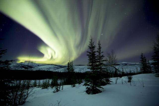 Green northern lights over lights over a snow landscape with scattered evergreen trees. 