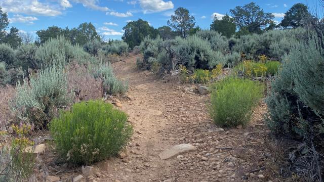 Singletrack route in the Uncompahgre Field Office, CO.