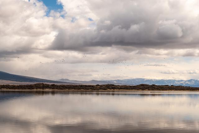 Birds take flight over water at the base of Blanca Mountain in the San Luis Valley.