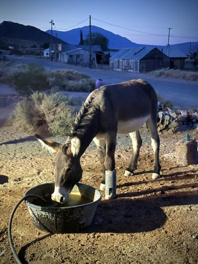 A burro drinks from a water trough