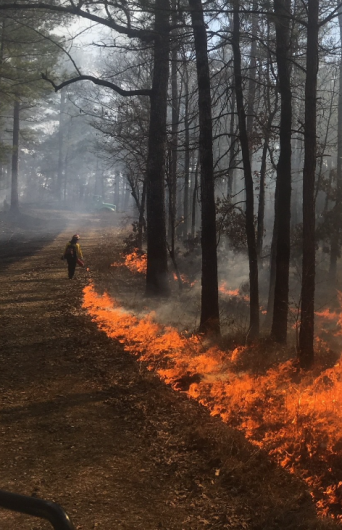 A person walks along a dirt road through a forest, igniting fire along the edge as they go. 