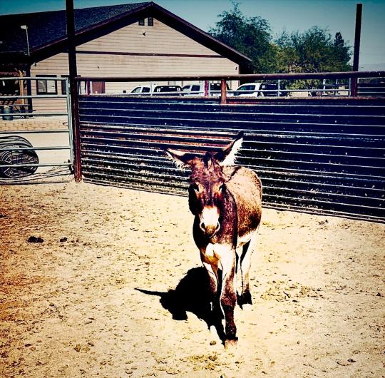 A burro in a corral