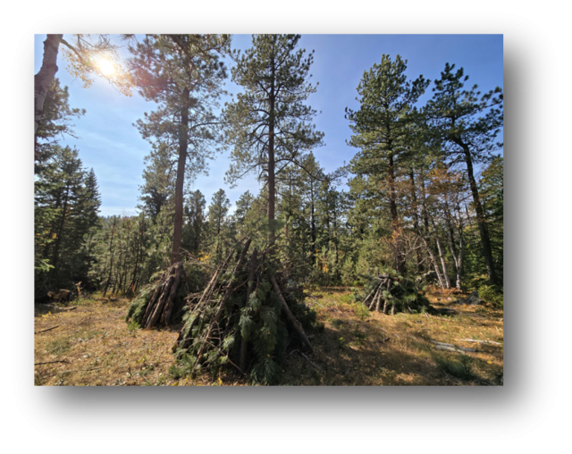 Large piles of cut vegetation in a sparsely forested space