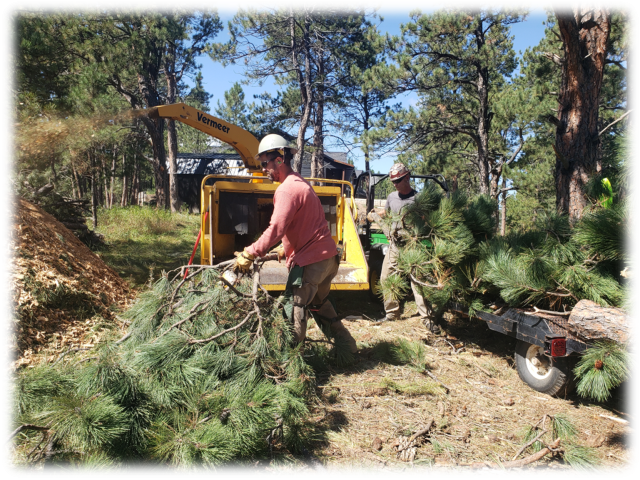 Two men in hard hats feed branches into a wood chipper