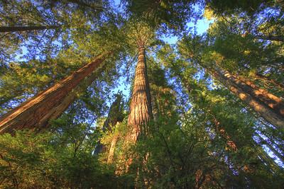 Tall trees stretch up into a blue sky.