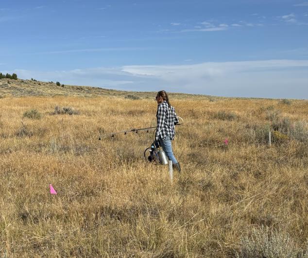 A person carrying herbicide spraying equipment walks through a field of brown grass.