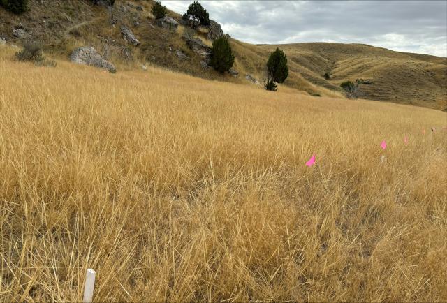 A field of brown cheatgrass is accented with small pink flagging and white markers.