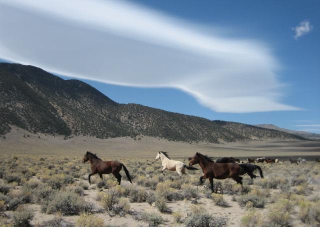 Horses running through the  high desert