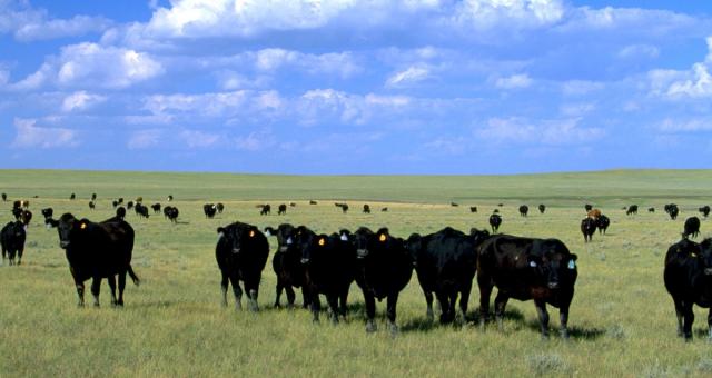 Herd of Black angus cows in a field