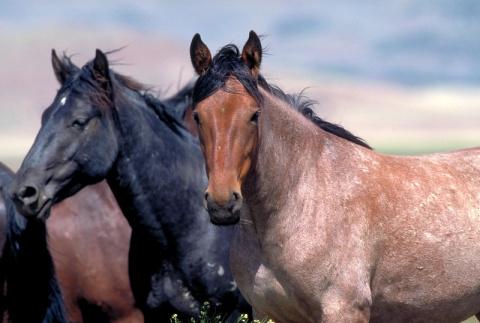 Wild_Horse_and_Burro