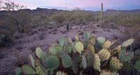 prickly pear and saguaro cactus in a desert landscape