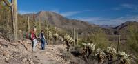 Two hikers on a gravel trail surrounded by saguaro and cholla with mountains in the background