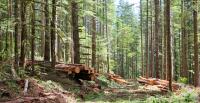 timber sale
