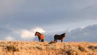 wild horses within the Pryor Mountain Wild Horse Range, Montana