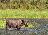 moose standing in lake
