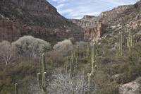 saguaro cactus, cottonwood trees, and other vegetation with rocky canyon walls in the distance