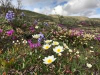 Yellow, pink, and purple wildflowers on tundra near the Utukok River. Photo by Kim Mincer (BLM)